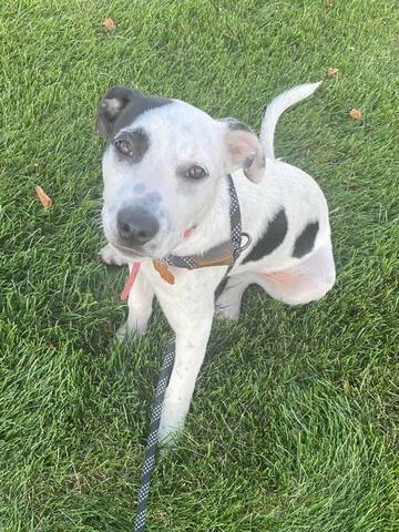 Alexis, adopted
