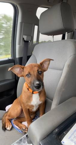Madison, adopted