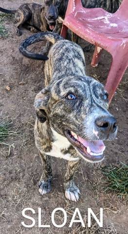 Sloan, adopted
