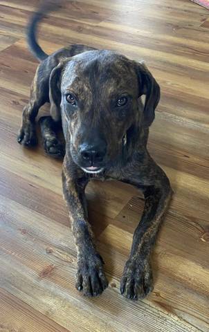 Quinn, adopted