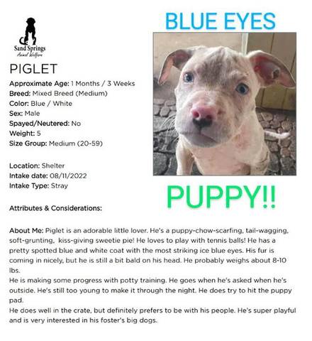 Piglet, adopted