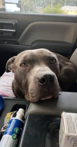 Frank, adopted