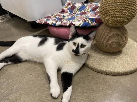 Harry, adopted