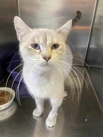 Amelia, adopted