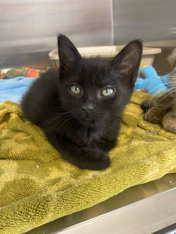 Winston, adopted