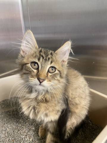Schmidt, adopted