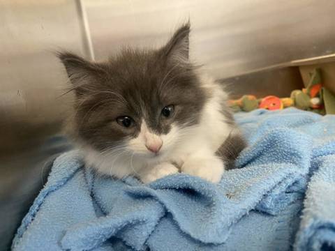 Nick, adopted