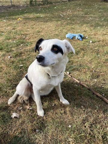 Milly, adopted