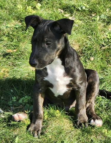 Roo, adopted