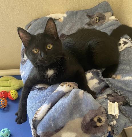 Coco, adopted
