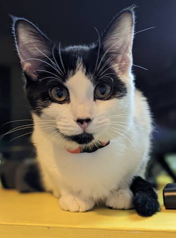 Merida, adopted