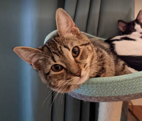 Mirabel, adopted