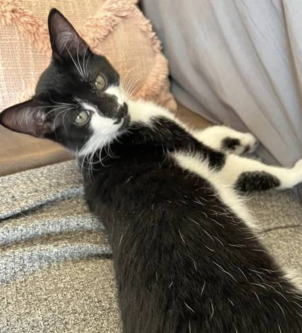 Rigatoni, adopted