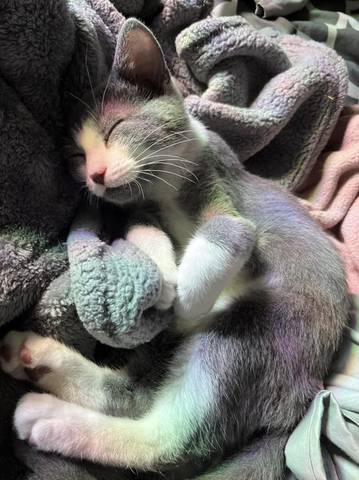 Spaghetti, adopted