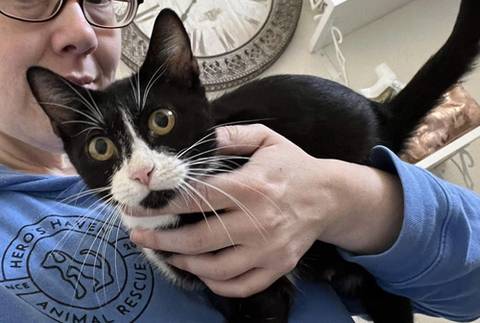 Penne, adopted