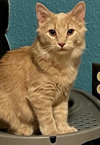 Rhoadie, adopted