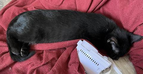 Macaroni, adopted