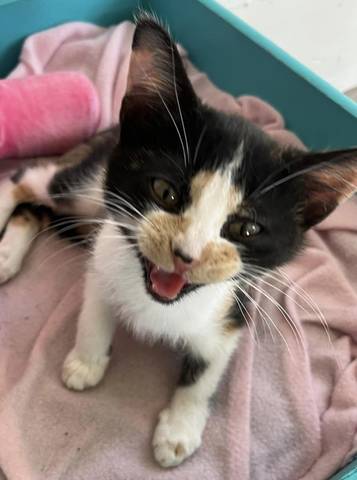 Linguine, adopted