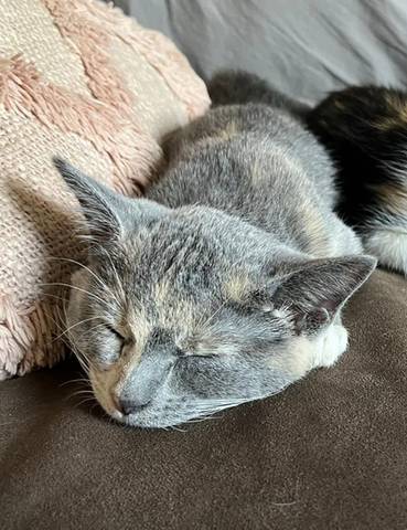 Tortellini, adopted