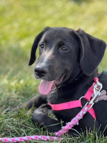 Paisley, adopted