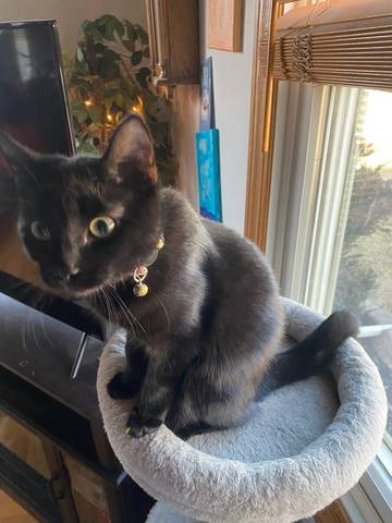 Phoebe, adopted