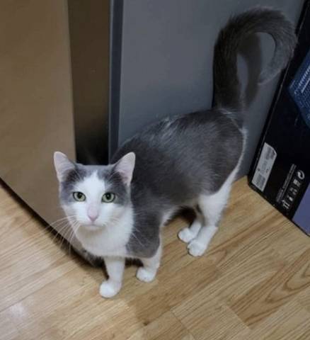 Garfunkel, adopted