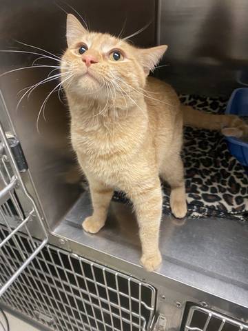 Simon, adopted