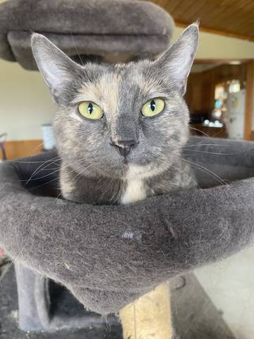 Fern, adopted
