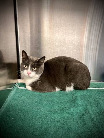 Lonely Larry, adopted