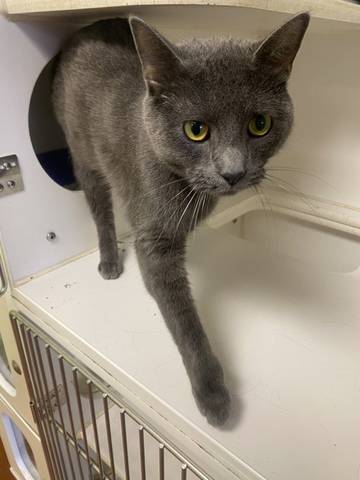 Cairo, adopted