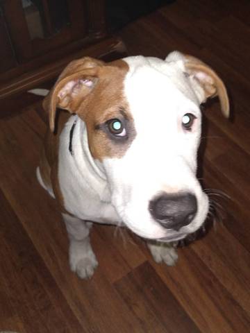 Barkley, adopted