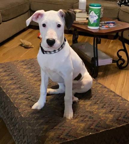 Olive, adopted