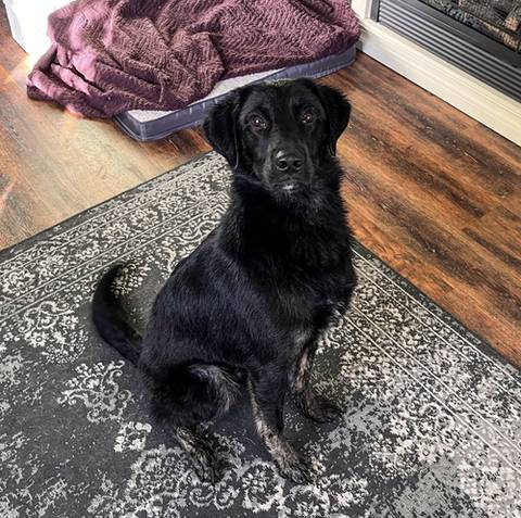 Maverick, adopted