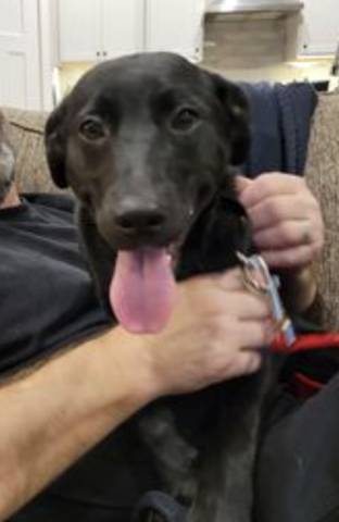 Buddy, adopted