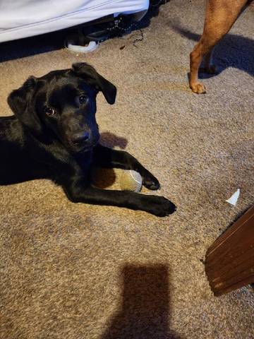 Midnight, adopted