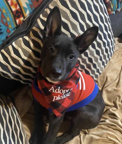 Pippa, adopted