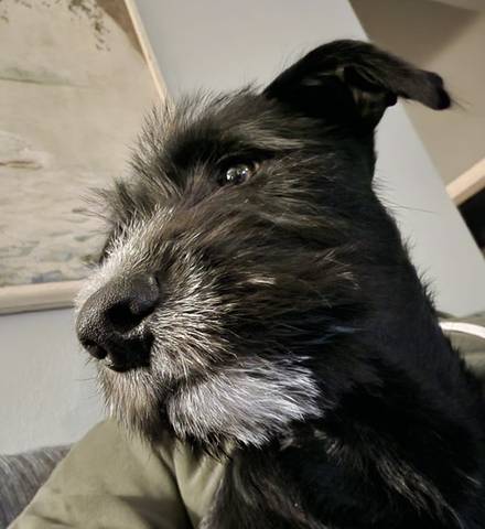 Hank, adopted