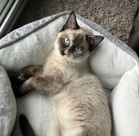 Freya, adopted