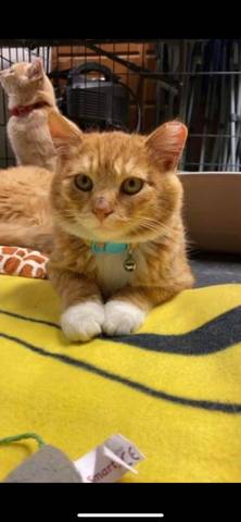 Goldfish, adopted