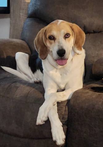 Chevy, adopted