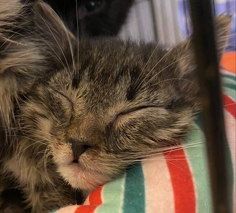 Aspen, adopted