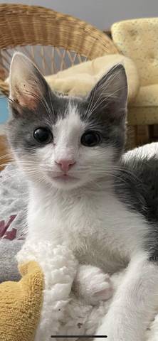 Blitzen, adopted