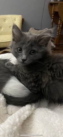 Donner, adopted