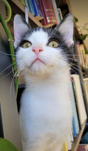 Ariel, adopted