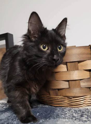 Sebastian, adopted