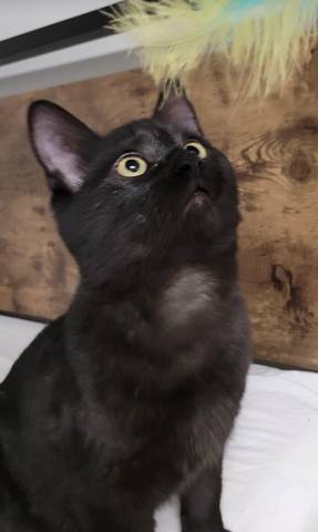 Flounder, adopted