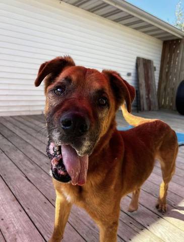 Pi, adopted
