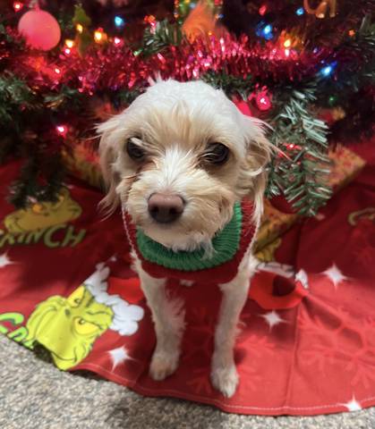Bubbles, adopted