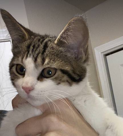Beans, adopted