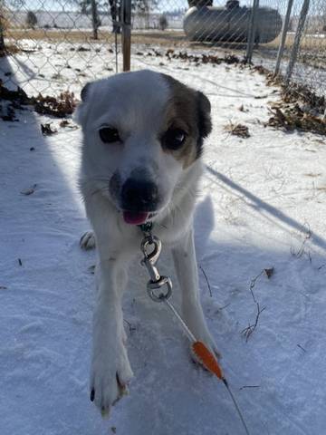 Murphy, adopted